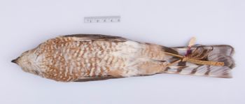 Media type: image;   Ornithology 214017
